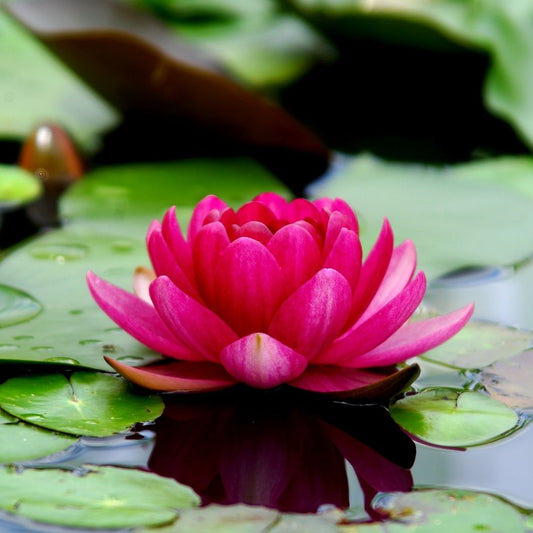 This image features a vibrant pink lotus flower blooming above green lily pads, with water droplets delicately resting on the leaves. The bright pink petals stand out against the lush green background, symbolizing growth, resilience, and beauty.